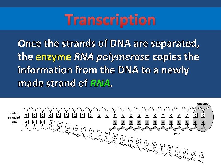 Transcription Once the strands of DNA are separated, the enzyme RNA polymerase copies the