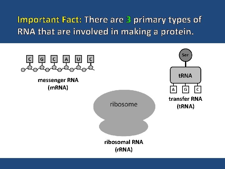 Important Fact: There are 3 primary types of RNA that are involved in making