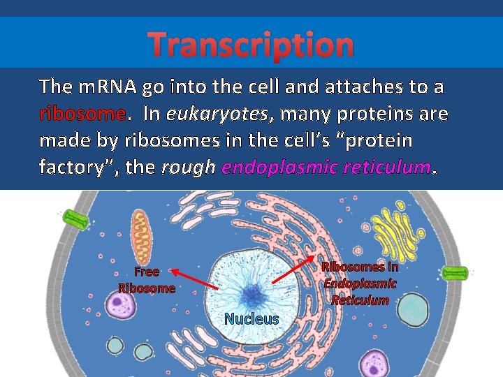 Transcription The m. RNA go into the cell and attaches to a ribosome. In