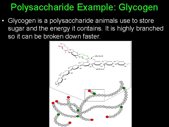 Polysaccharide Example: Glycogen • Glycogen is a polysaccharide animals use to store sugar and