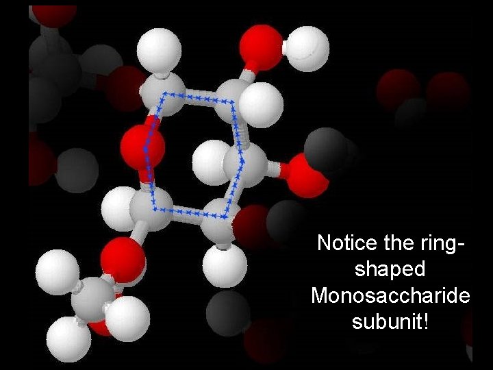 Notice the ringshaped Monosaccharide subunit! 