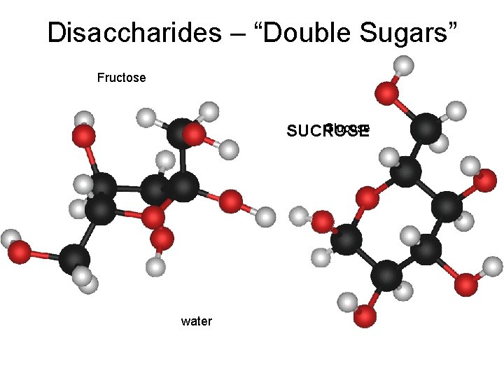 Disaccharides – “Double Sugars” Fructose Glucose SUCROSE water 