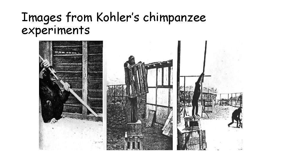 Images from Kohler’s chimpanzee experiments 