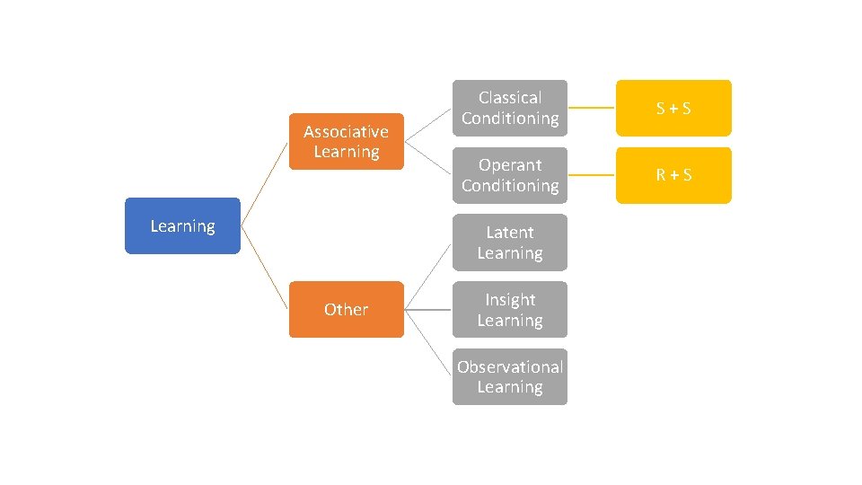 Associative Learning Classical Conditioning S+S Operant Conditioning R+S Latent Learning Other Insight Learning Observational