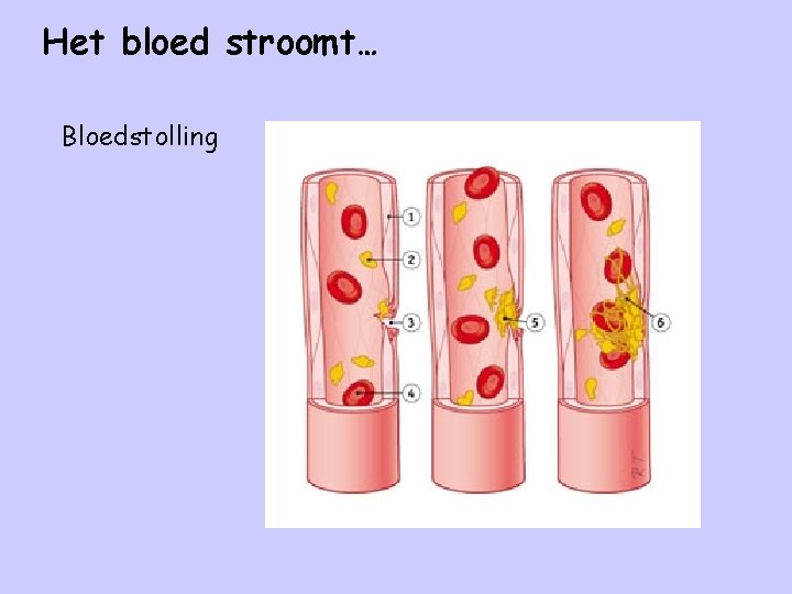 Het bloed stroomt… Bloedstolling 