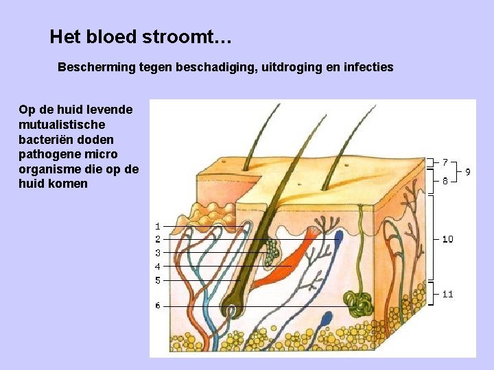 Het bloed stroomt… Bescherming tegen beschadiging, uitdroging en infecties Op de huid levende mutualistische