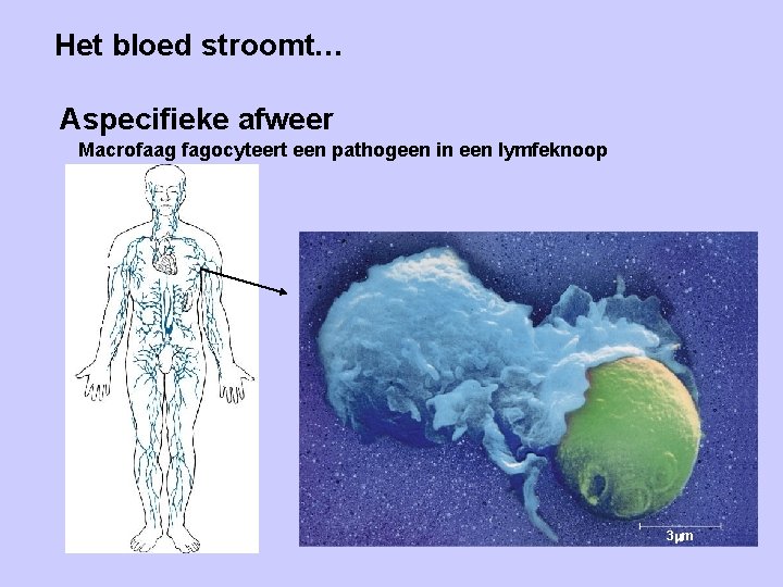 Het bloed stroomt… Aspecifieke afweer Macrofaag fagocyteert een pathogeen in een lymfeknoop 3 m