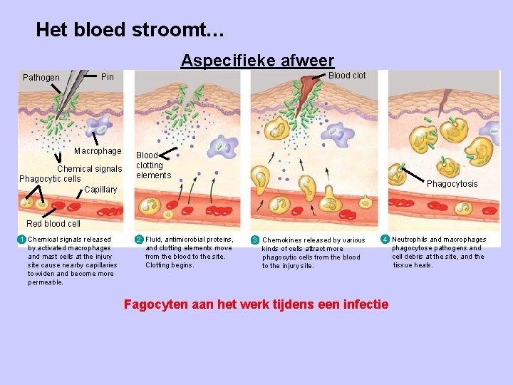 Het bloed stroomt… Aspecifieke afweer Blood clot Pin Pathogen Macrophage Chemical signals Phagocytic cells