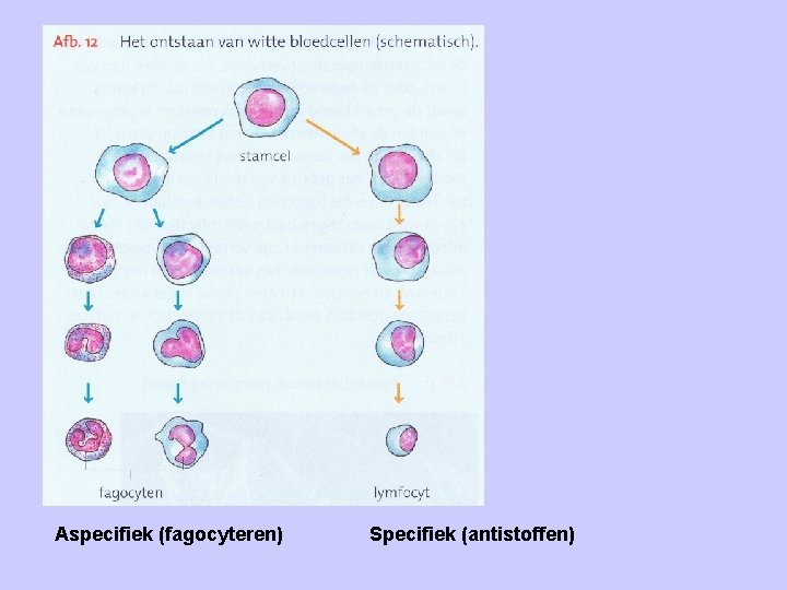 Aspecifiek (fagocyteren) Specifiek (antistoffen) 