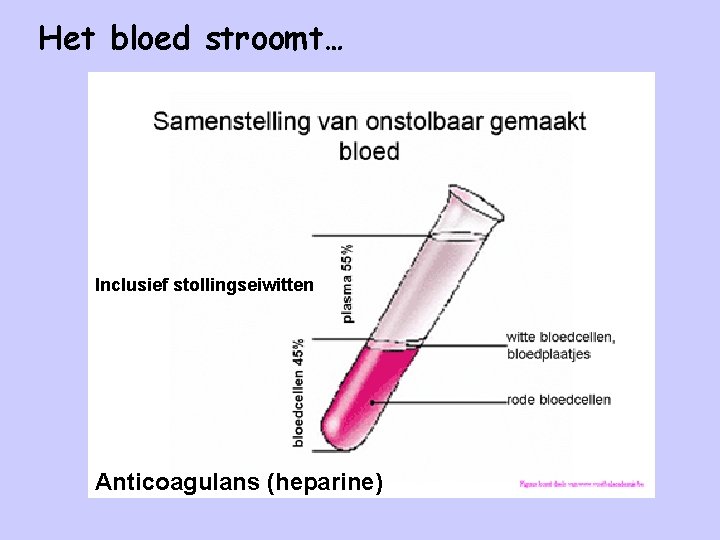 Het bloed stroomt… Inclusief stollingseiwitten Anticoagulans (heparine) 