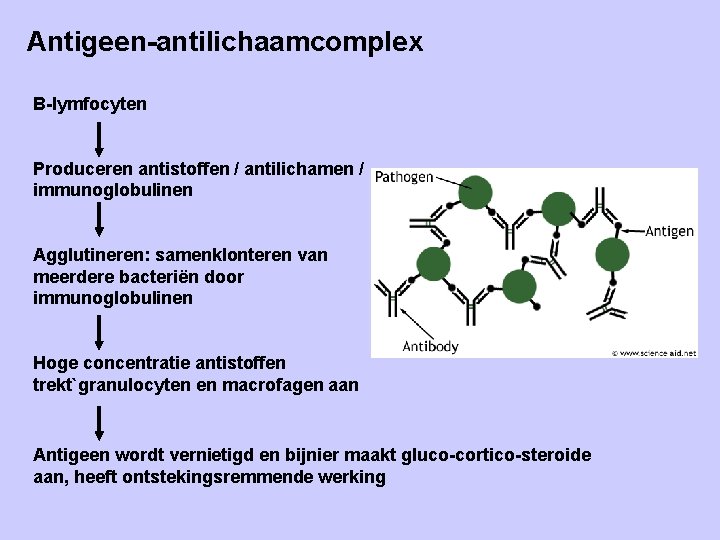 Antigeen-antilichaamcomplex B-lymfocyten Produceren antistoffen / antilichamen / immunoglobulinen Agglutineren: samenklonteren van meerdere bacteriën door