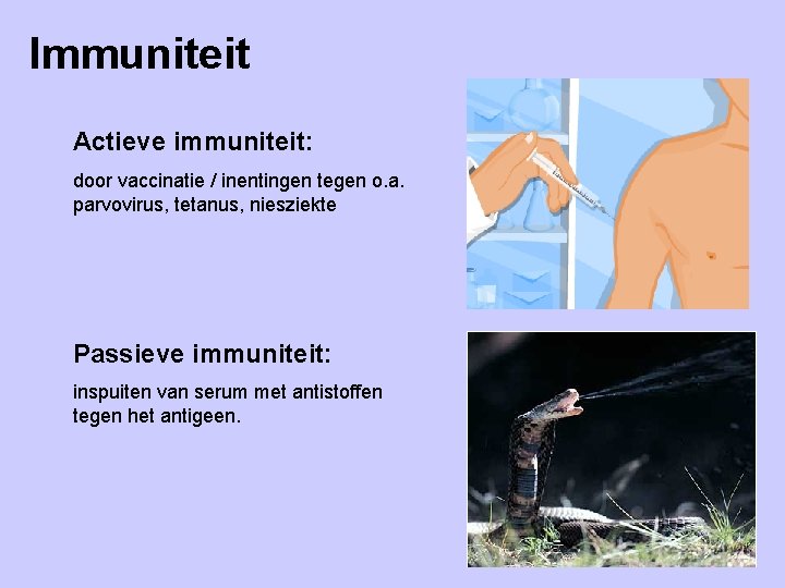 Immuniteit Actieve immuniteit: door vaccinatie / inentingen tegen o. a. parvovirus, tetanus, niesziekte Passieve