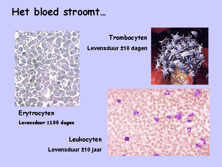 Het bloed stroomt… Trombocyten Levensduur ± 10 dagen Erytrocyten Levensduur ± 100 dagen Leukocyten