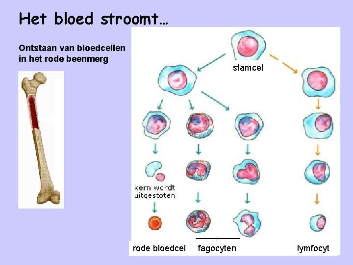 Het bloed stroomt… Ontstaan van bloedcellen in het rode beenmerg stamcel rode bloedcel fagocyten
