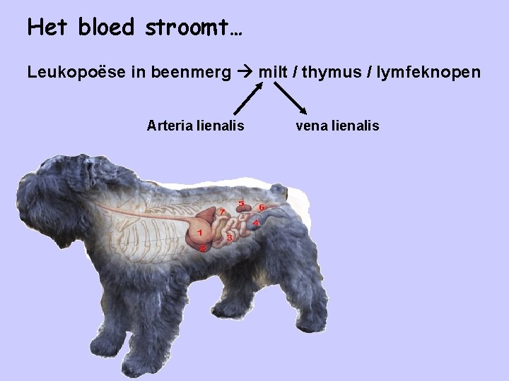 Het bloed stroomt… Leukopoëse in beenmerg milt / thymus / lymfeknopen Arteria lienalis vena