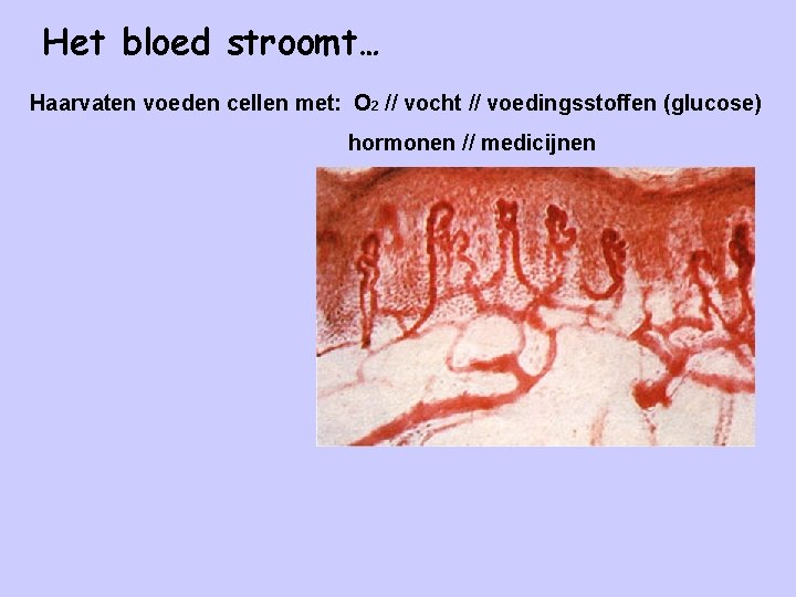 Het bloed stroomt… Haarvaten voeden cellen met: O 2 // vocht // voedingsstoffen (glucose)