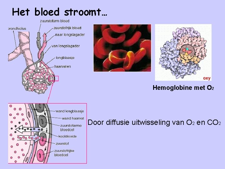 Het bloed stroomt… Hemoglobine met O 2 Door diffusie uitwisseling van O 2 en