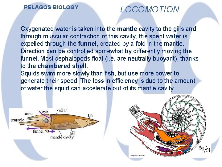 PELAGOS BIOLOGY LOCOMOTION Oxygenated water is taken into the mantle cavity to the gills