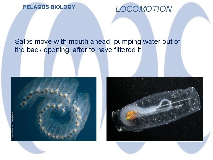 PELAGOS BIOLOGY LOCOMOTION Salps move with mouth ahead, pumping water out of the back