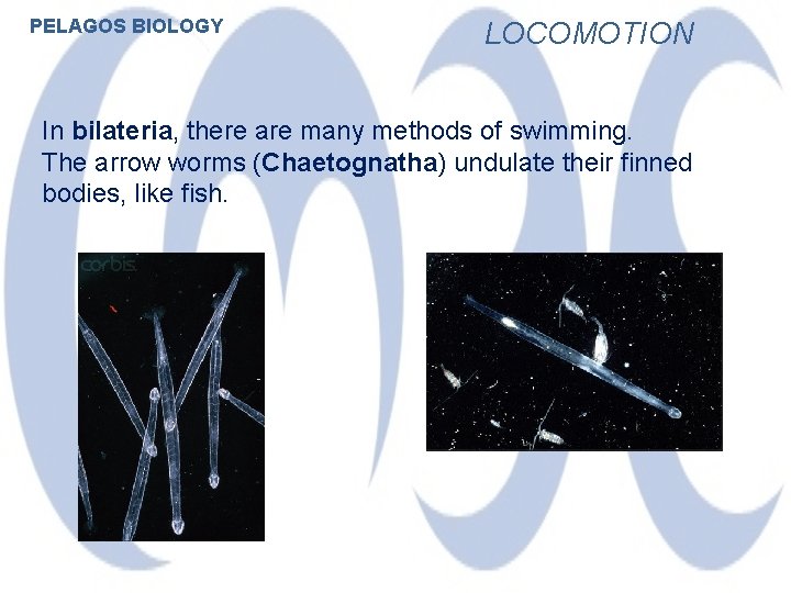 PELAGOS BIOLOGY LOCOMOTION In bilateria, there are many methods of swimming. The arrow worms