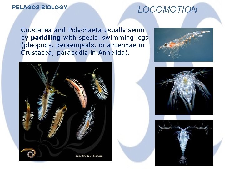 PELAGOS BIOLOGY LOCOMOTION Crustacea and Polychaeta usually swim by paddling with special swimming legs