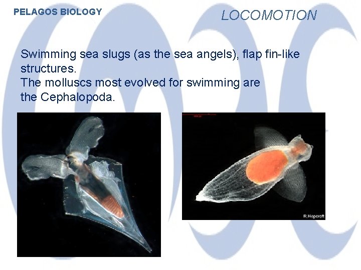 PELAGOS BIOLOGY LOCOMOTION Swimming sea slugs (as the sea angels), flap fin-like structures. The