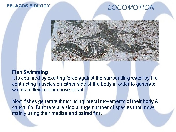 PELAGOS BIOLOGY LOCOMOTION Fish Swimming It is obtained by exerting force against the surrounding