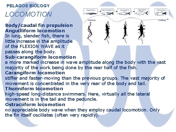 PELAGOS BIOLOGY LOCOMOTION Body/caudal fin propulsion Anguilliform locomotion In long, slender fish, there is