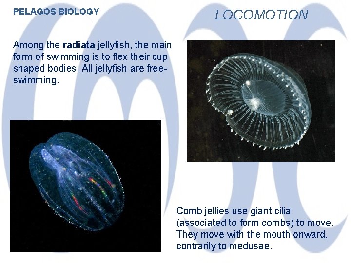 PELAGOS BIOLOGY LOCOMOTION Among the radiata jellyfish, the main form of swimming is to