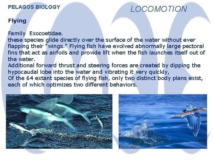 PELAGOS BIOLOGY LOCOMOTION Flying Family Exocoetidae. these species glide directly over the surface of