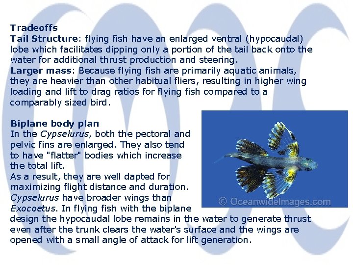 Tradeoffs Tail Structure: flying fish have an enlarged ventral (hypocaudal) lobe which facilitates dipping