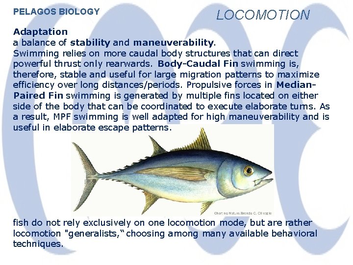 PELAGOS BIOLOGY LOCOMOTION Adaptation a balance of stability and maneuverability. Swimming relies on more