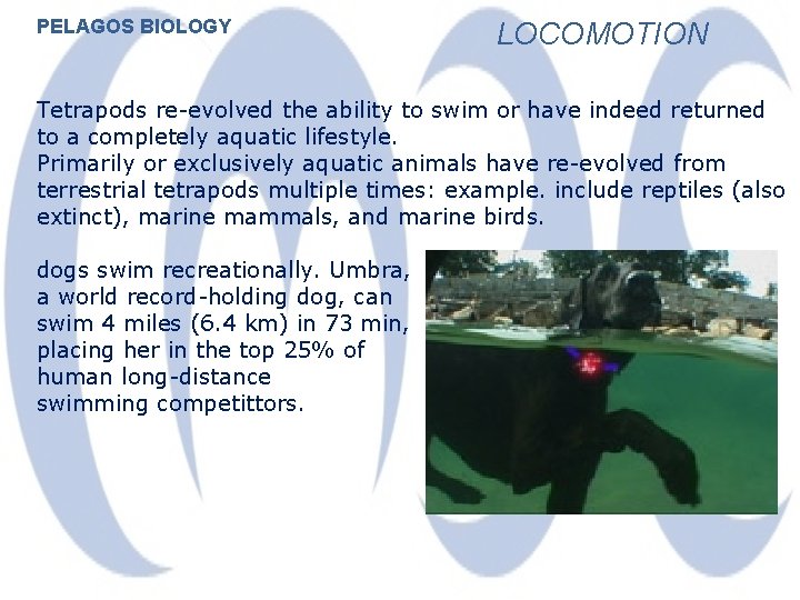 PELAGOS BIOLOGY LOCOMOTION Tetrapods re-evolved the ability to swim or have indeed returned to