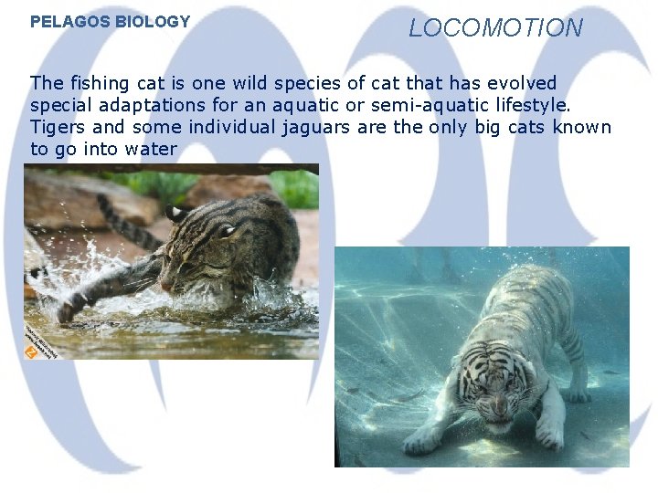 PELAGOS BIOLOGY LOCOMOTION The fishing cat is one wild species of cat that has