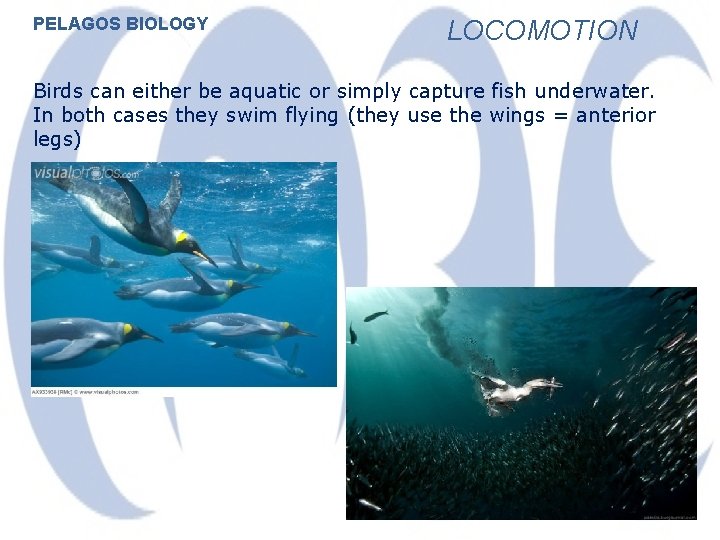 PELAGOS BIOLOGY LOCOMOTION Birds can either be aquatic or simply capture fish underwater. In