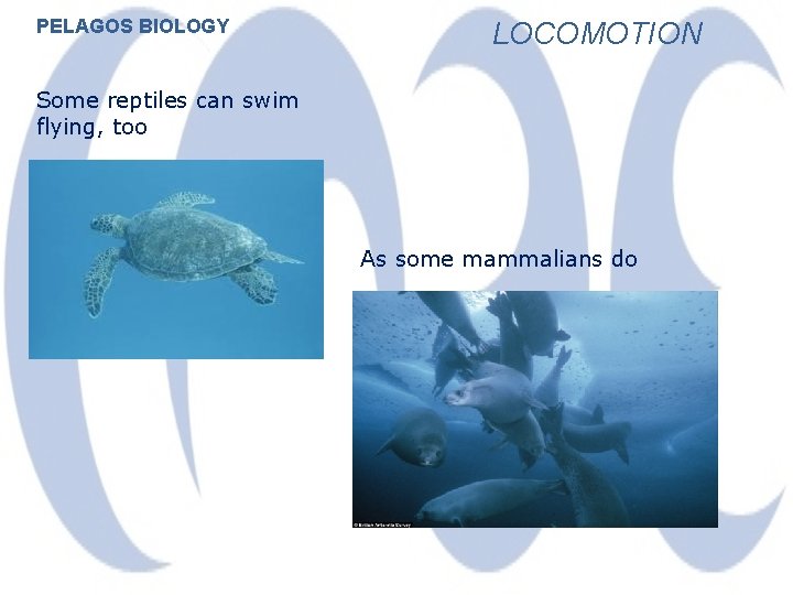 PELAGOS BIOLOGY LOCOMOTION Some reptiles can swim flying, too As some mammalians do 