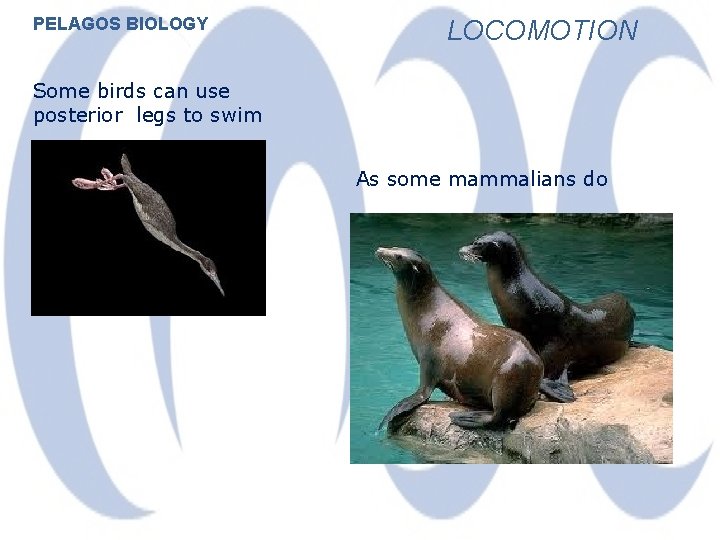 PELAGOS BIOLOGY LOCOMOTION Some birds can use posterior legs to swim As some mammalians