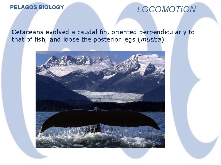 PELAGOS BIOLOGY LOCOMOTION Cetaceans evolved a caudal fin, oriented perpendicularly to that of fish,