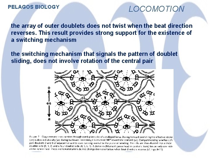 PELAGOS BIOLOGY LOCOMOTION the array of outer doublets does not twist when the beat
