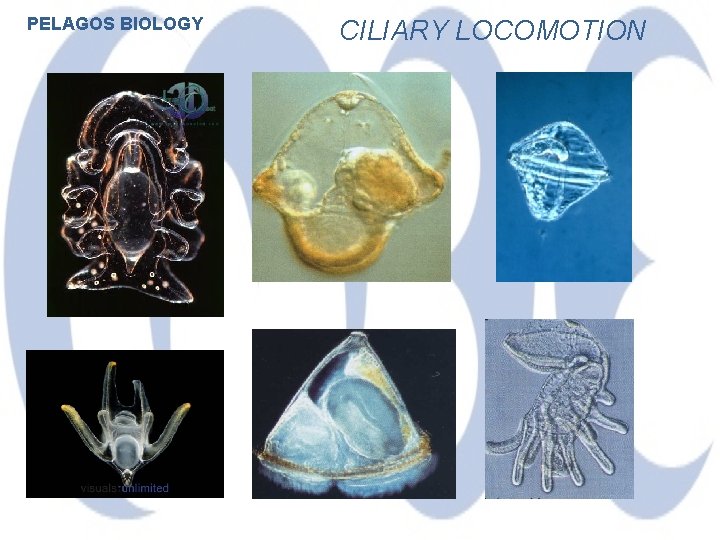 PELAGOS BIOLOGY CILIARY LOCOMOTION 