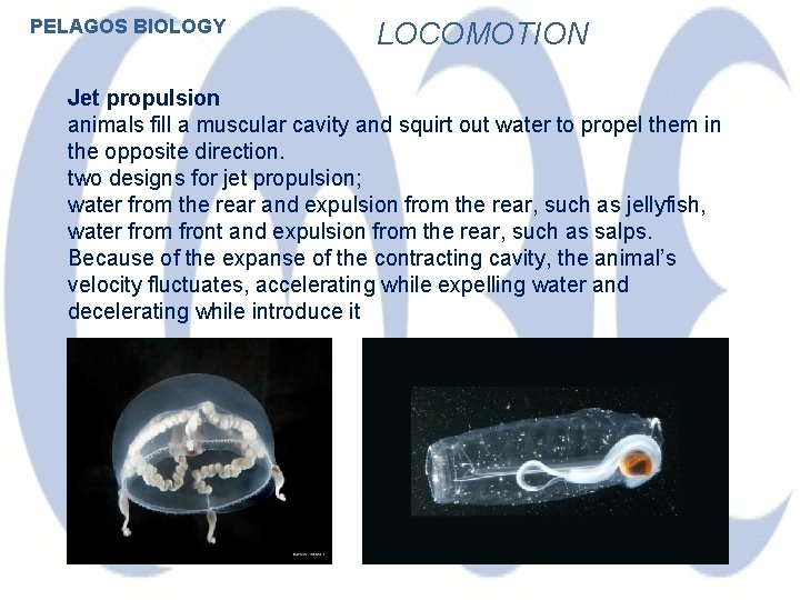 PELAGOS BIOLOGY LOCOMOTION Jet propulsion animals fill a muscular cavity and squirt out water