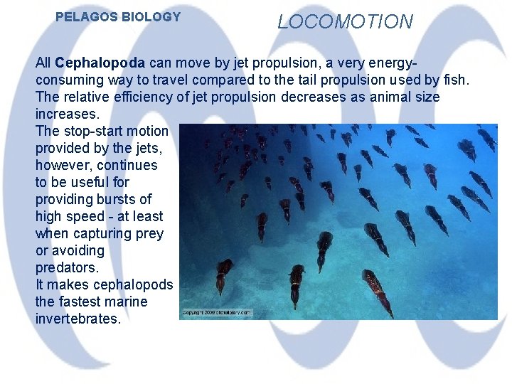 PELAGOS BIOLOGY LOCOMOTION All Cephalopoda can move by jet propulsion, a very energyconsuming way