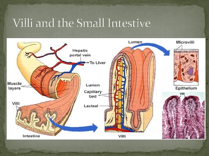 Villi and the Small Intestive 