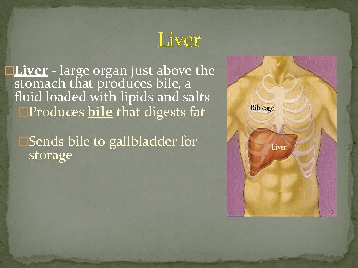 Liver �Liver - large organ just above the stomach that produces bile, a fluid