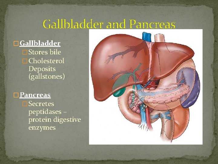 Gallbladder and Pancreas � Gallbladder � Stores bile � Cholesterol Deposits (gallstones) � Pancreas