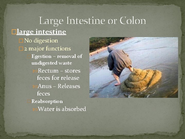 Large Intestine or Colon �large intestine � No digestion � 2 major functions �Egestion