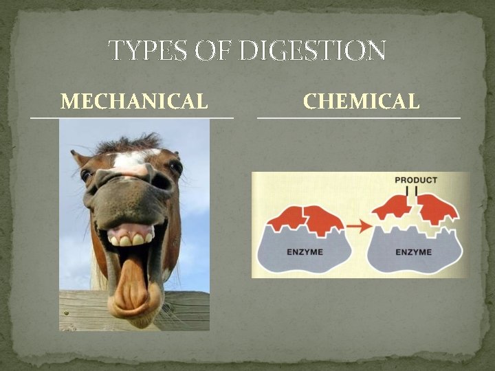 TYPES OF DIGESTION MECHANICAL CHEMICAL 