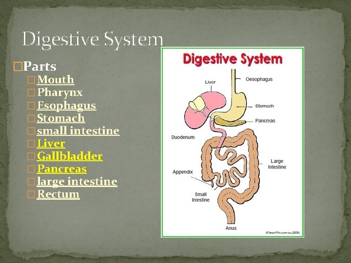 Digestive System �Parts � Mouth � Pharynx � Esophagus � Stomach � small intestine