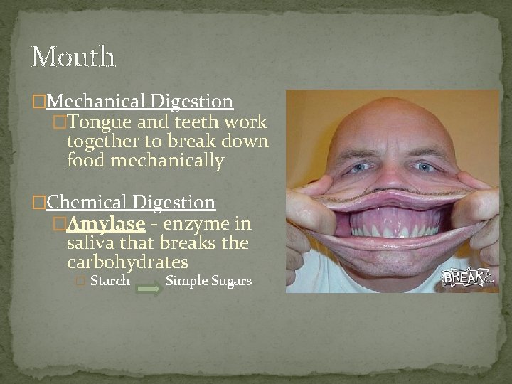 Mouth �Mechanical Digestion �Tongue and teeth work together to break down food mechanically �Chemical