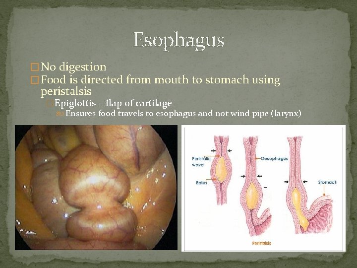 Esophagus � No digestion � Food is directed from mouth to stomach using peristalsis